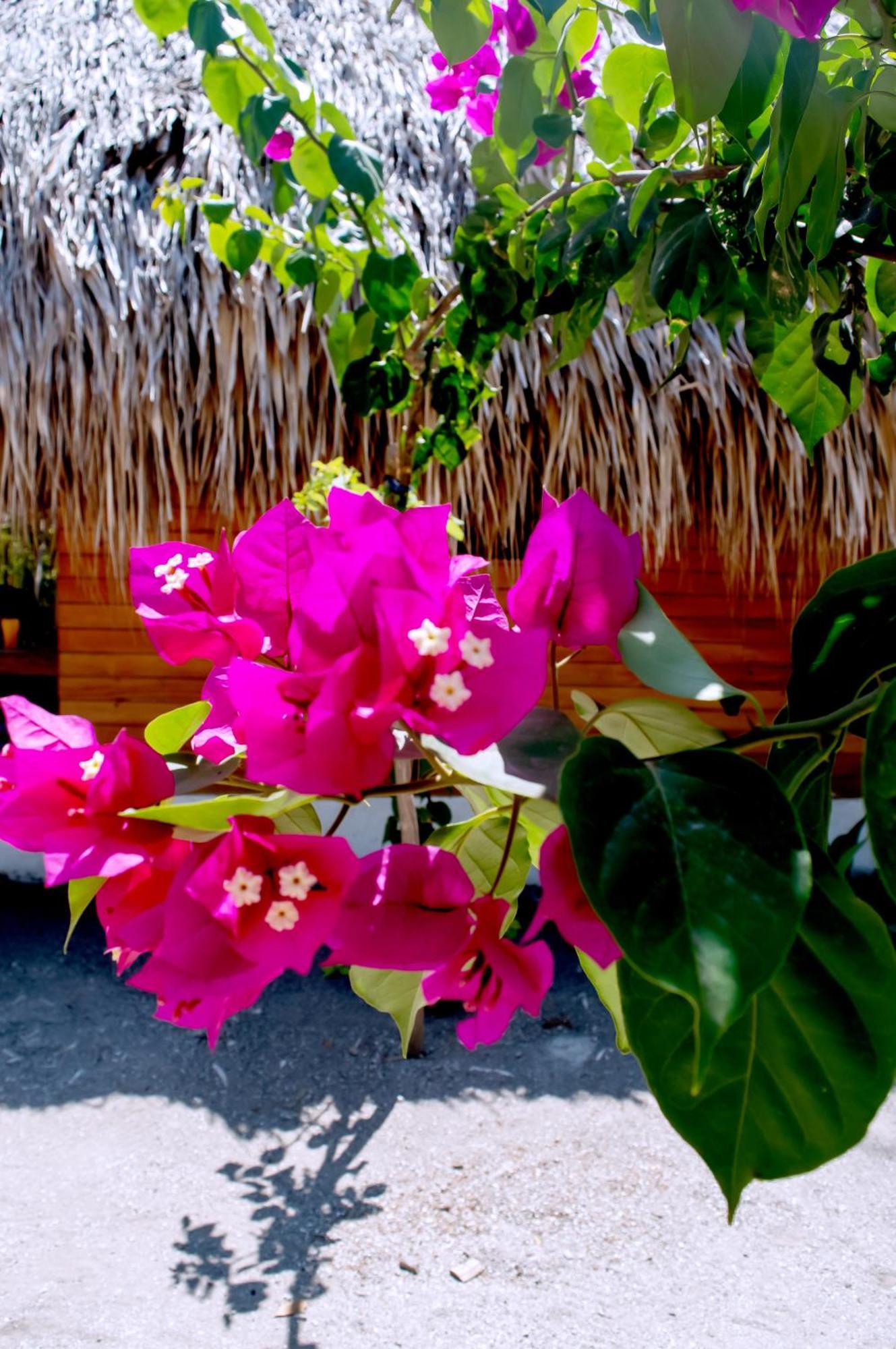 Palma Plata Islas Del Rosario Isla Grande  Bagian luar foto