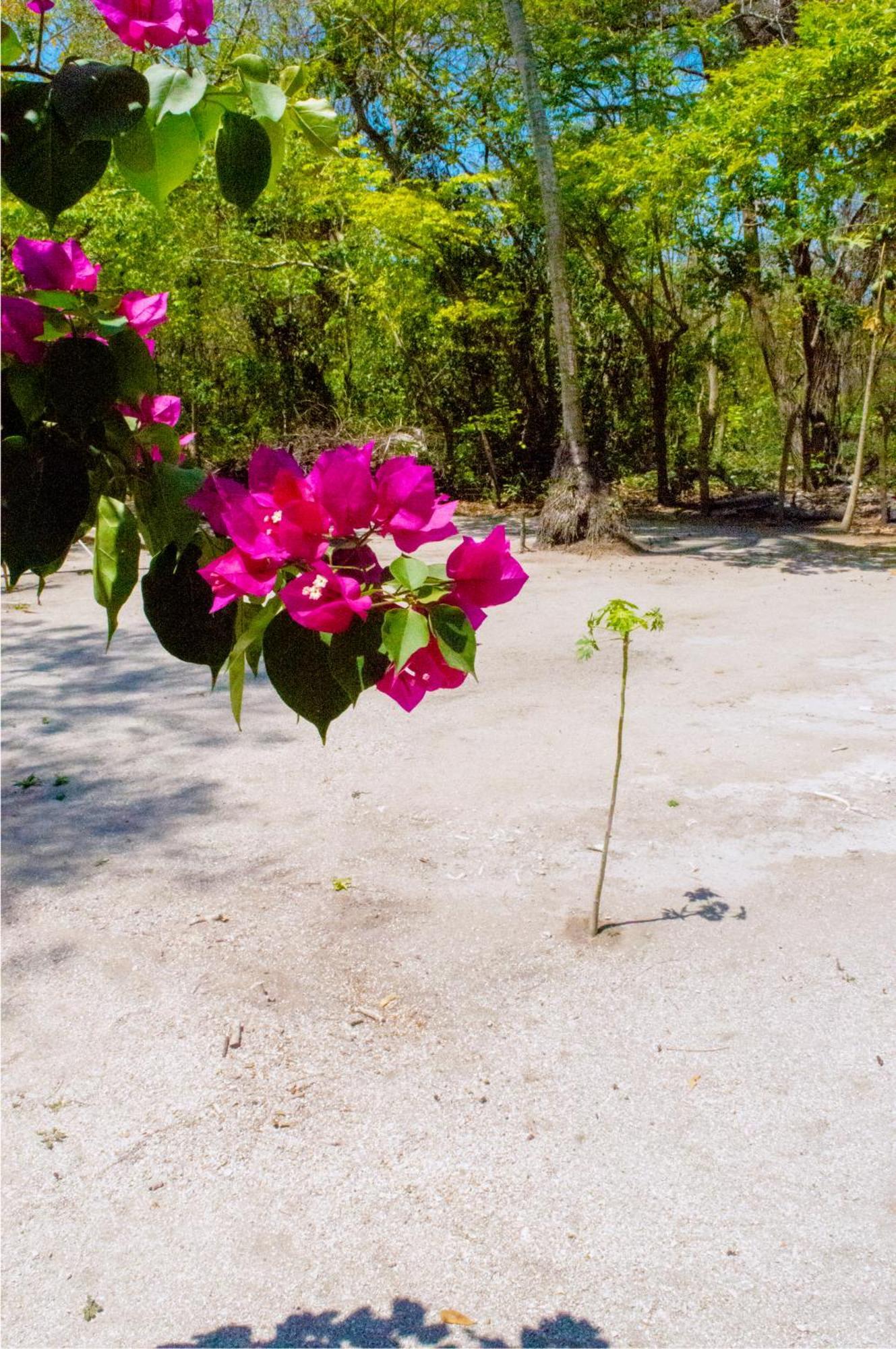 Palma Plata Islas Del Rosario Isla Grande  Bagian luar foto